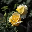 Kép 2/3 - Rosa 'Casino' - sárga - climber, futó rózsa