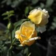 Kép 2/3 - Rosa 'Casino' - sárga - climber, futó rózsa