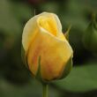 Kép 3/3 - Rosa 'Casino' - sárga - climber, futó rózsa