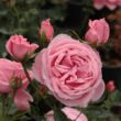 Kép 2/3 - Rosa 'Coral Dawn' - rózsaszín - climber, futó rózsa