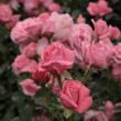 Rosa 'Coral Dawn' - rózsaszín - climber, futó rózsa