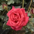 Kép 1/3 - Rosa 'Iskra™' - vörös - climber, futó rózsa