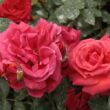Kép 2/3 - Rosa 'Iskra™' - vörös - climber, futó rózsa
