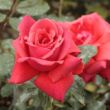 Rosa 'Iskra™' - vörös - climber, futó rózsa