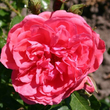 Kép 1/3 - Rosa 'Rosarium Uetersen®' - rózsaszín - climber, futó rózsa