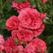 Rosa 'Rosarium Uetersen®' - rózsaszín - climber, futó rózsa