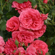 Kép 2/3 - Rosa 'Rosarium Uetersen®' - rózsaszín - climber, futó rózsa