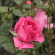 Kép 3/3 - Rosa 'Rosarium Uetersen®' - rózsaszín - climber, futó rózsa