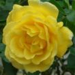 Kép 1/3 - Rosa 'Golden Showers®' - sárga - climber, futó rózsa
