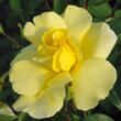 Kép 2/3 - Rosa 'Golden Showers®' - sárga - climber, futó rózsa