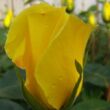 Rosa 'Golden Showers®' - sárga - climber, futó rózsa