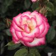 Kép 1/3 - Rosa 'Harlekin®' - rózsaszín - fehér - climber, futó rózsa
