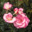 Kép 2/3 - Rosa 'Harlekin®' - rózsaszín - fehér - climber, futó rózsa