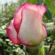 Kép 3/3 - Rosa 'Harlekin®' - rózsaszín - fehér - climber, futó rózsa
