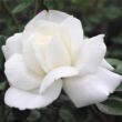 Kép 1/3 - Rosa 'Ida Klemm' - fehér - rambler, kúszó rózsa
