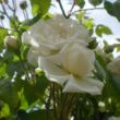 Rosa 'Ida Klemm' - fehér - rambler, kúszó rózsa