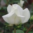 Rosa 'Ida Klemm' - fehér - rambler, kúszó rózsa