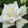 Kép 1/3 - Rosa 'Ilse Krohn Superior®' - fehér - climber, futó rózsa