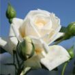 Rosa 'Ilse Krohn Superior®' - fehér - climber, futó rózsa