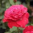 Kép 1/3 - Rosa 'Zebrina™' - vörös - climber, futó rózsa