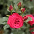 Kép 2/3 - Rosa 'Zebrina™' - vörös - climber, futó rózsa