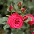 Rosa 'Zebrina™' - vörös - climber, futó rózsa