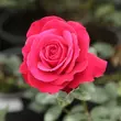 Kép 3/3 - Rosa 'Zebrina™' - vörös - climber, futó rózsa
