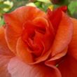 Rosa 'Gypsy Dancer' - narancssárga - parkrózsa