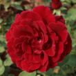 Kép 1/3 - Rosa 'Don Juan' - vörös - climber, futó rózsa