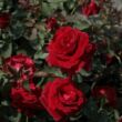 Rosa 'Don Juan' - vörös - climber, futó rózsa