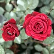 Kép 3/3 - Rosa 'Don Juan' - vörös - climber, futó rózsa