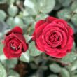 Rosa 'Don Juan' - vörös - climber, futó rózsa