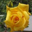 Kép 1/3 - Rosa 'Royal Gold' - sárga - climber, futó rózsa