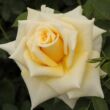 Rosa 'Royal Gold' - sárga - climber, futó rózsa