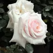 Kép 1/3 - Rosa 'Schwanensee®' - fehér - rózsaszín - climber, futó rózsa