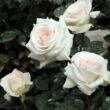 Kép 2/3 - Rosa 'Schwanensee®' - fehér - rózsaszín - climber, futó rózsa