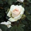 Rosa 'Schwanensee®' - fehér - rózsaszín - climber, futó rózsa