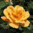 Rosa 'Sutter's Gold' - narancssárga - climber, futó rózsa