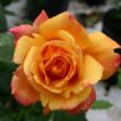 Rosa 'Sutter's Gold' - narancssárga - climber, futó rózsa