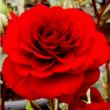 Kép 1/3 - Rosa 'Lollipop™' - vörös - törpe - mini rózsa