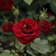 Kép 2/3 - Rosa 'Lollipop™' - vörös - törpe - mini rózsa