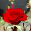 Rosa 'Lollipop™' - vörös - törpe - mini rózsa