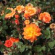 Kép 2/3 - Rosa 'Baby Darling™' - narancssárga - törpe - mini rózsa