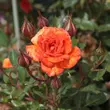 Kép 3/3 - Rosa 'Baby Darling™' - narancssárga - törpe - mini rózsa