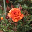 Kép 3/3 - Rosa 'Baby Darling™' - narancssárga - törpe - mini rózsa