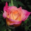 Rosa 'Baby Masquerade®' - sárga - rózsaszín - törpe - mini rózsa
