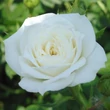 Kép 2/3 - Rosa 'Bianco™' - fehér - törpe - mini rózsa