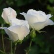 Rosa 'Bianco™' - fehér - törpe - mini rózsa