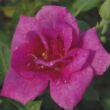 Kép 1/3 - Rosa 'Blue Peter™' - lila - törpe - mini rózsa