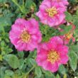 Rosa 'Blue Peter™' - lila - törpe - mini rózsa